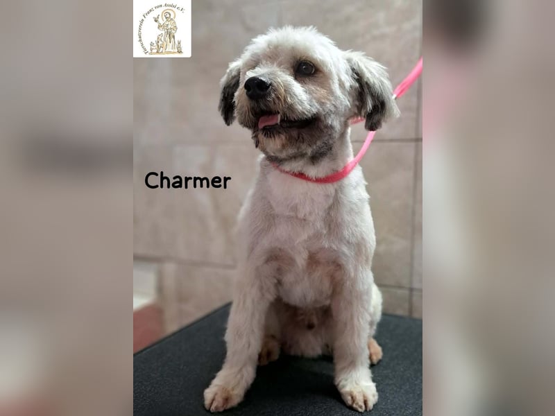 Charmer – ein neues Leben: Schritt für Schritt in Sicherheit!