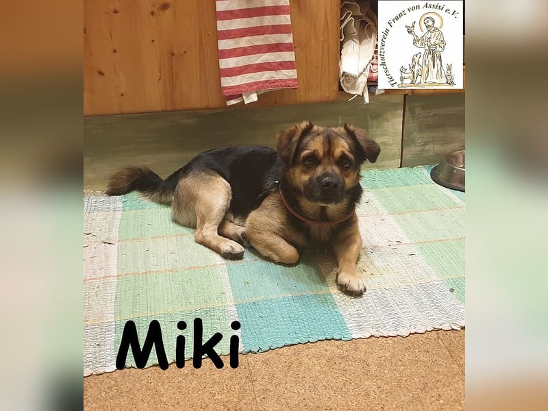 Kleiner Miki hat sein Hundeherz zu verschenken!