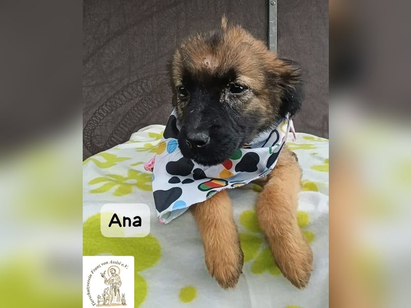 Ana – kleine Pfoten, große Abenteuer im Kopf!