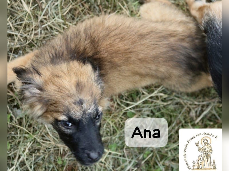 Ana – kleine Pfoten, große Abenteuer im Kopf!