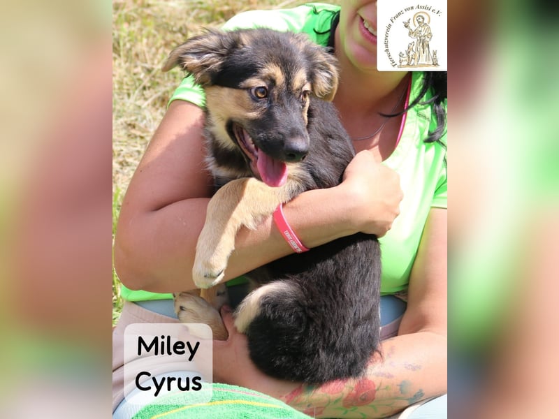 Miley Cyrus – klein, frech und definitiv kein Fan von Langeweile!