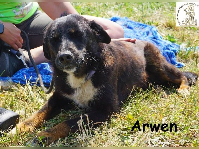 Arwen – Hündin mit Herz sucht Familie mit Verstand