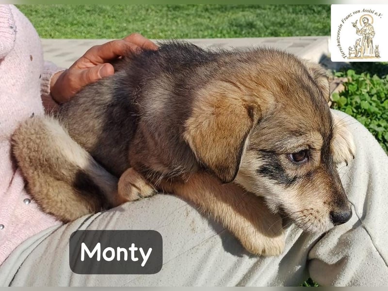 Monty – klein, wild, wunderbar!