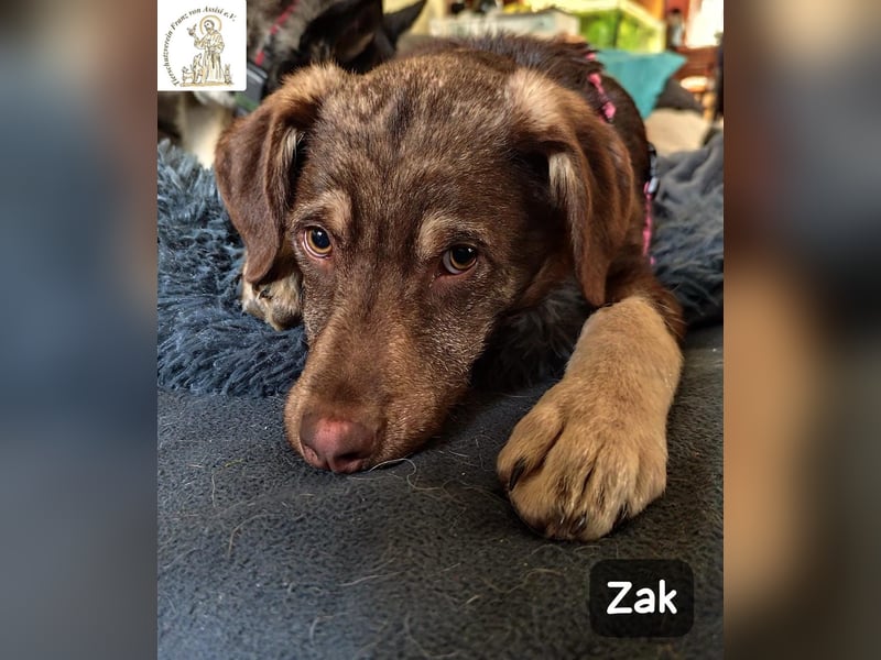 Junger Zak, hübsch, verspielt und lernwillig