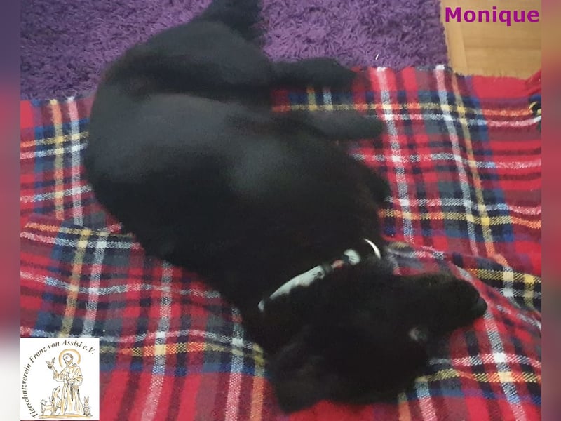 Monique – die schlaue kleine Maus