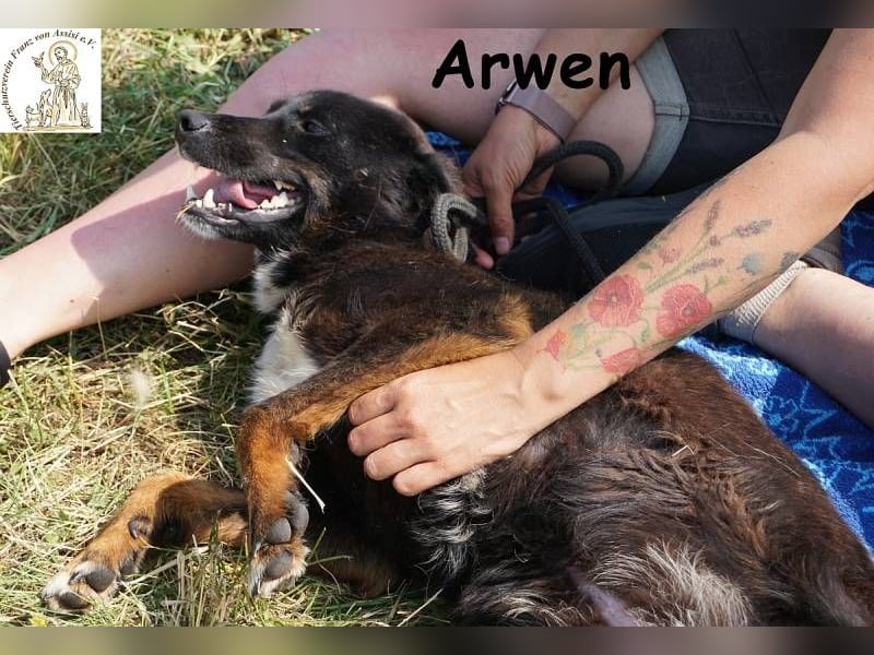 Arwen – Hündin mit Herz sucht Familie mit Verstand
