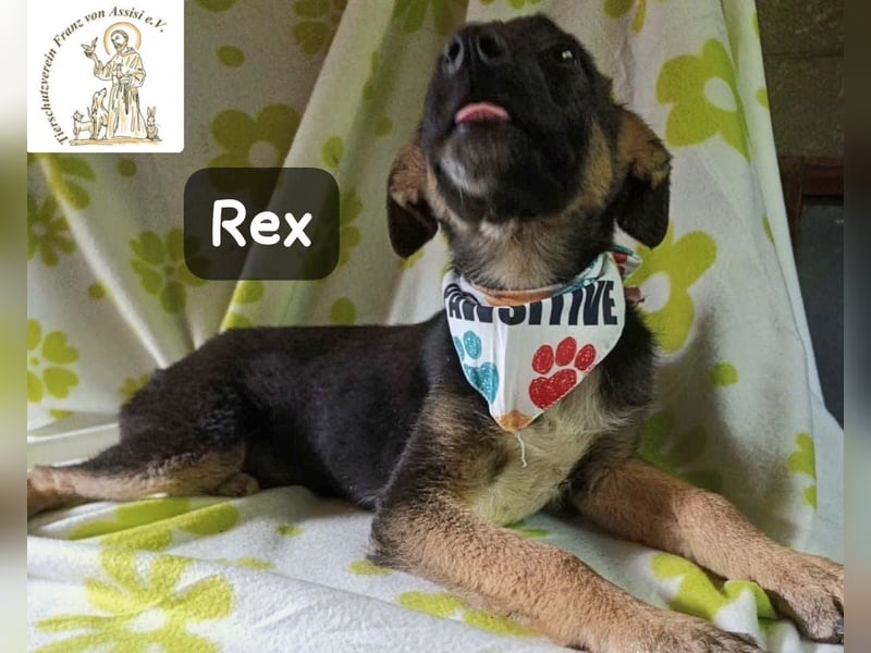 Rex – Das Leben ist kein Sofa, es ist ein Abenteuer!