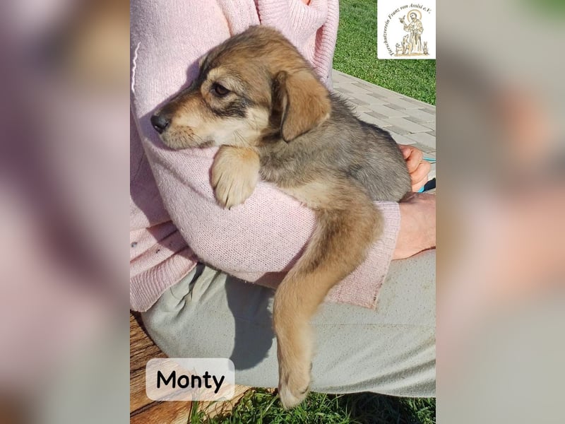 Monty – klein, wild, wunderbar!