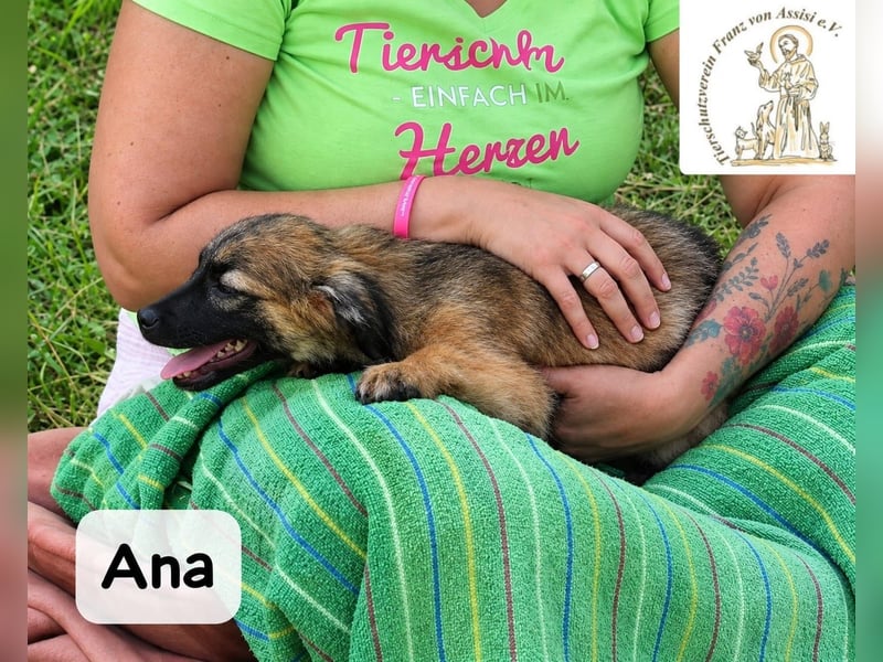 Ana – kleine Pfoten, große Abenteuer im Kopf!