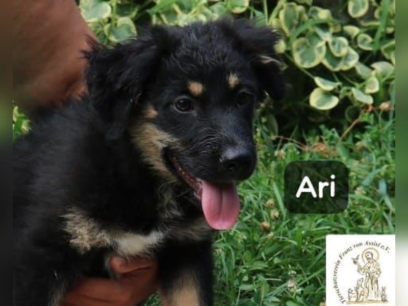 Ari – Kleiner Entdecker sucht großes Glück!