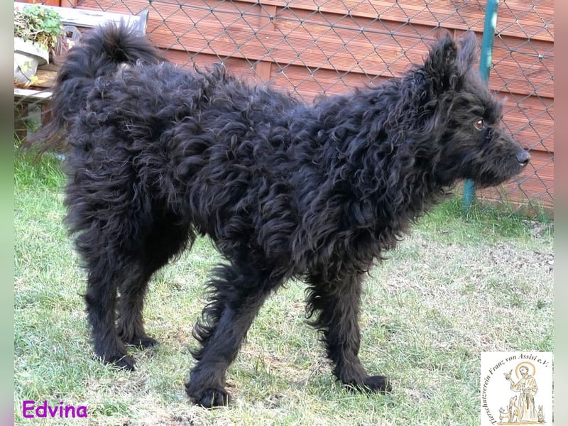 Edvina – die lebensfrohe Junghündin