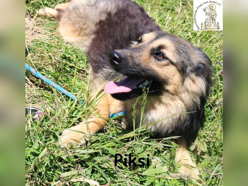 Piksi – ein Energiebündel, das raus will