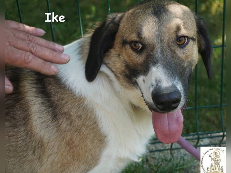 Ike – Lang, lustig, liebenswert – ein Unikat auf vier Pfoten!