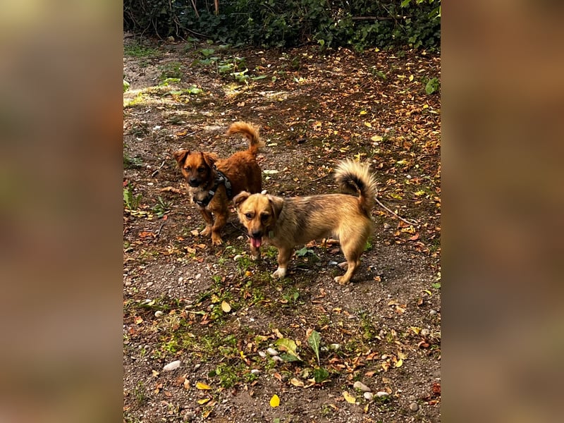Rocco – klein, charmant und am liebsten mittendrin!
