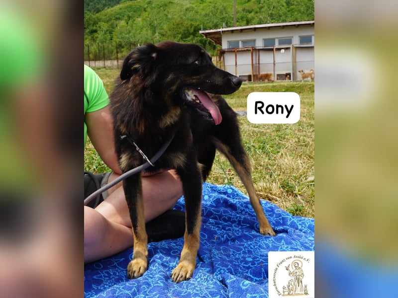 Rony – Kein Draufgänger, sondern ein Freund fürs Leben!