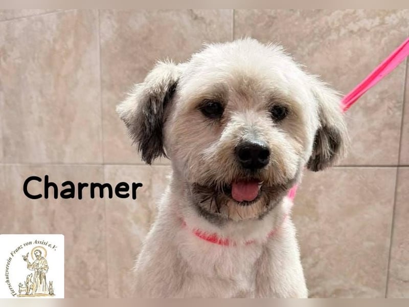 Charmer – ein neues Leben: Schritt für Schritt in Sicherheit!