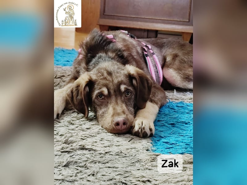 Junger Zak, hübsch, verspielt und lernwillig