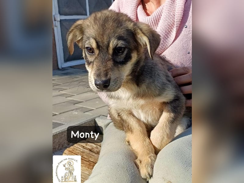 Monty – klein, wild, wunderbar!
