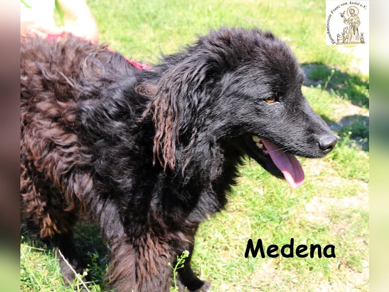 Medena – kleiner, neugieriger Kuschelwuschel