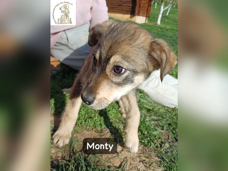 Monty – klein, wild, wunderbar!