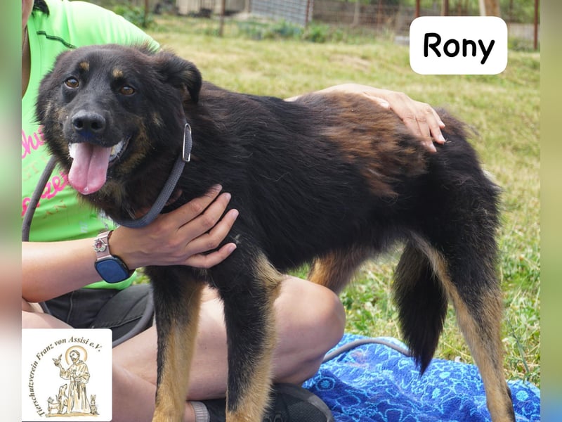 Rony – Kein Draufgänger, sondern ein Freund fürs Leben!