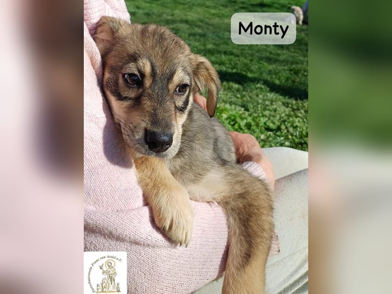 Monty – klein, wild, wunderbar!