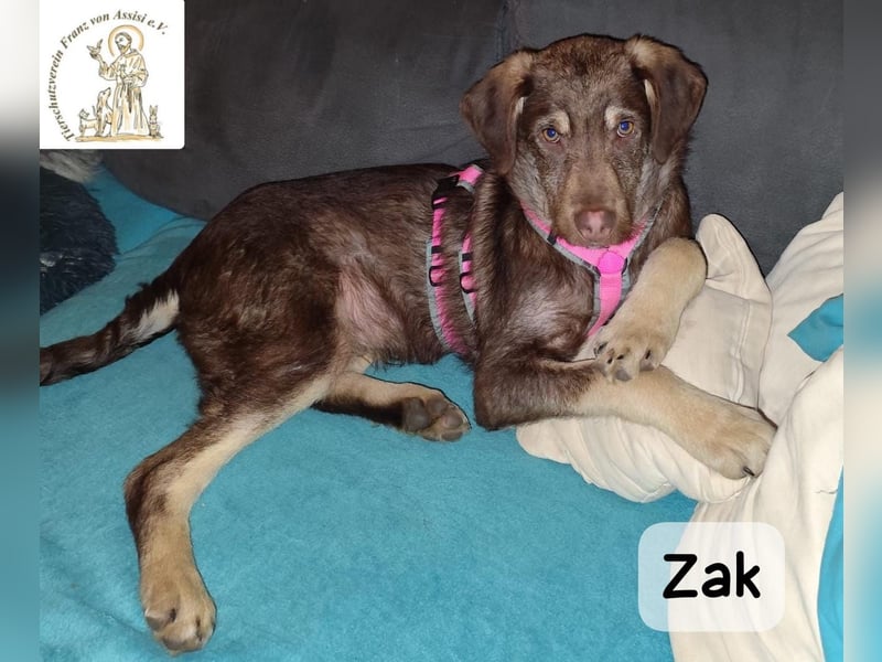 Junger Zak, hübsch, verspielt und lernwillig