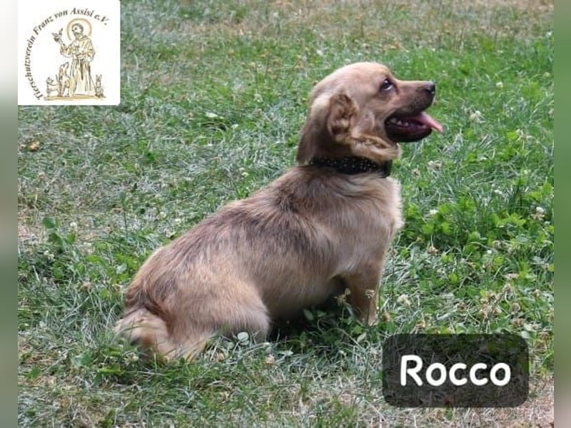 Rocco – das Leben wartet nicht, es will entdeckt werden!
