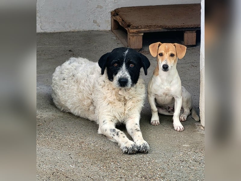 CHUPA ❤️ kleiner Schatz sucht Menschen mit Herz