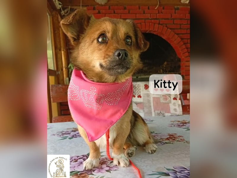 Kitty – bereit für einen Neuanfang!