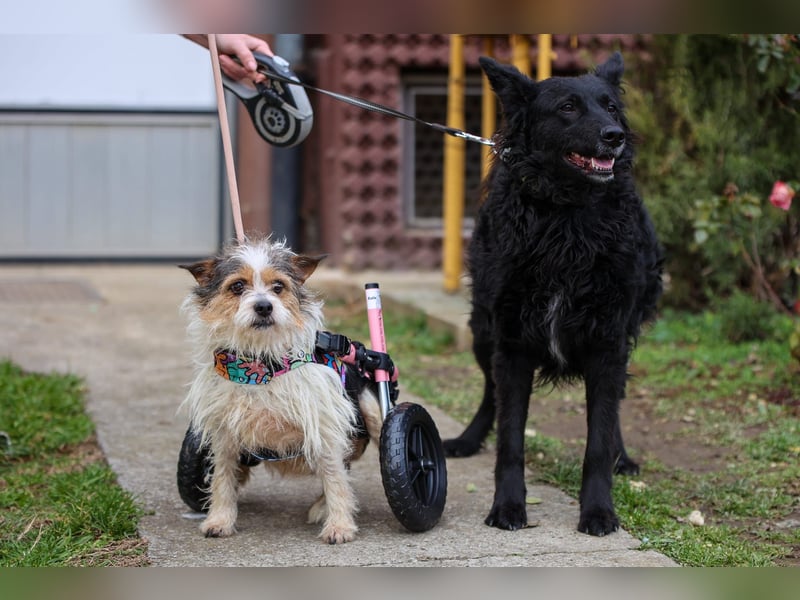 ❤️ Fifi, zauberhaftes Handicap Mädchen
