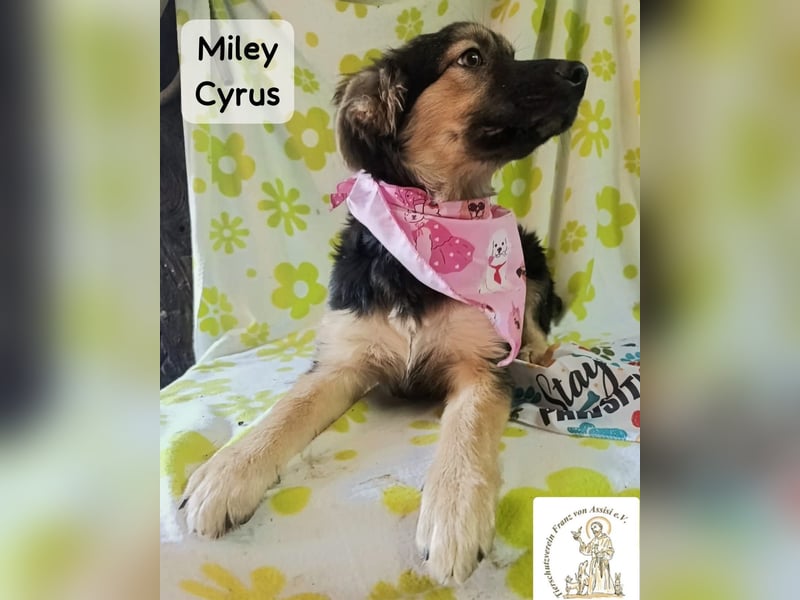 Miley Cyrus – klein, frech und definitiv kein Fan von Langeweile!