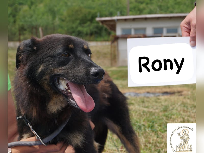 Rony – Kein Draufgänger, sondern ein Freund fürs Leben!