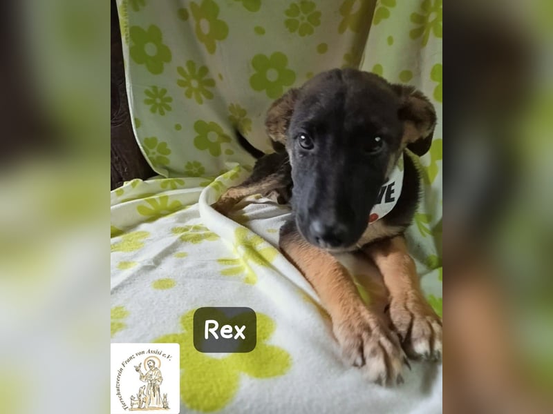 Rex – Das Leben ist kein Sofa, es ist ein Abenteuer!