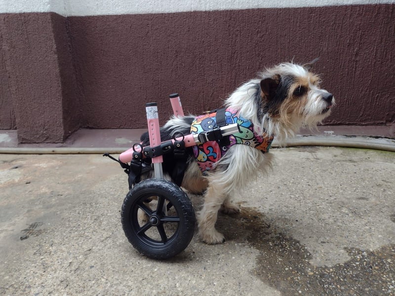 ❤️ Fifi, zauberhaftes Handicap Mädchen