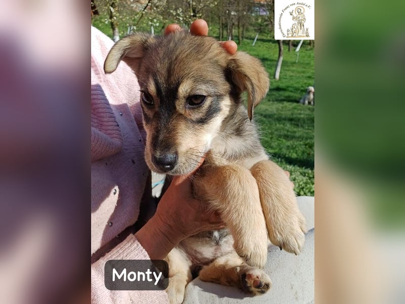 Monty – klein, wild, wunderbar!