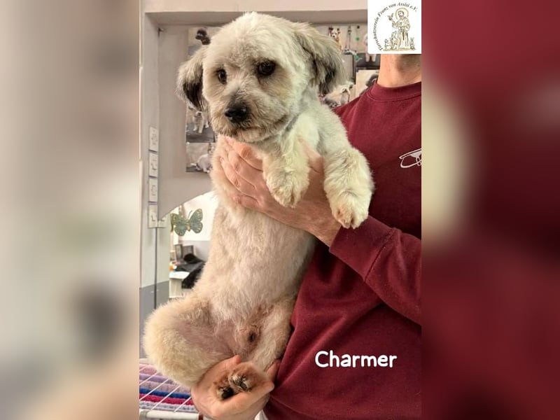 Charmer – ein neues Leben: Schritt für Schritt in Sicherheit!