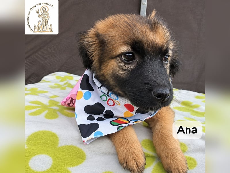 Ana – kleine Pfoten, große Abenteuer im Kopf!
