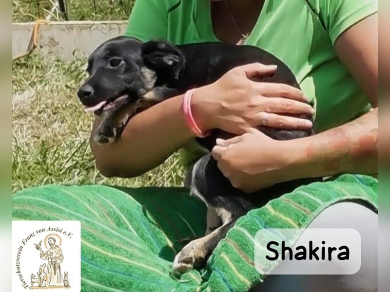 Shakira – große Klappe? Keine Ahnung. Große Zukunft? Auf jeden Fall!