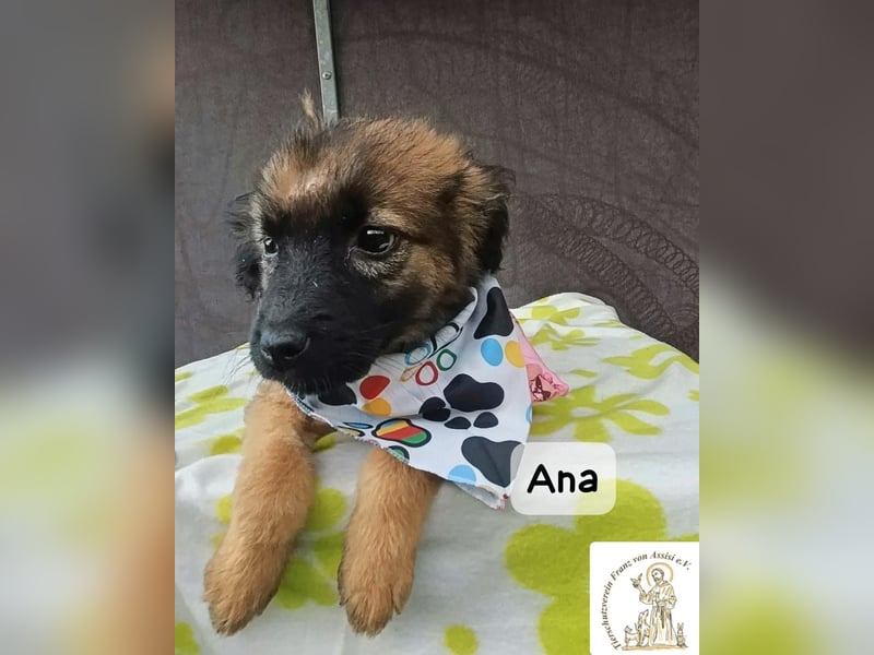 Ana – kleine Pfoten, große Abenteuer im Kopf!