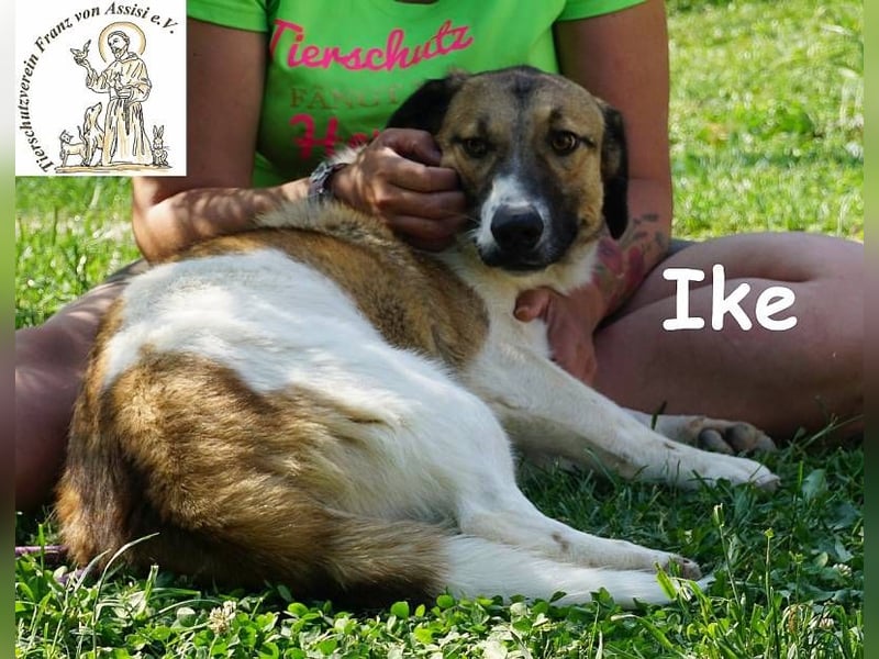 Ike – Lang, lustig, liebenswert – ein Unikat auf vier Pfoten!