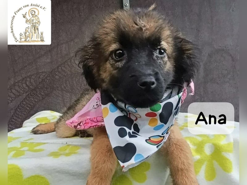 Ana – kleine Pfoten, große Abenteuer im Kopf!