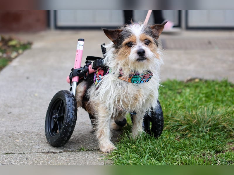 ❤️ Fifi, zauberhaftes Handicap Mädchen