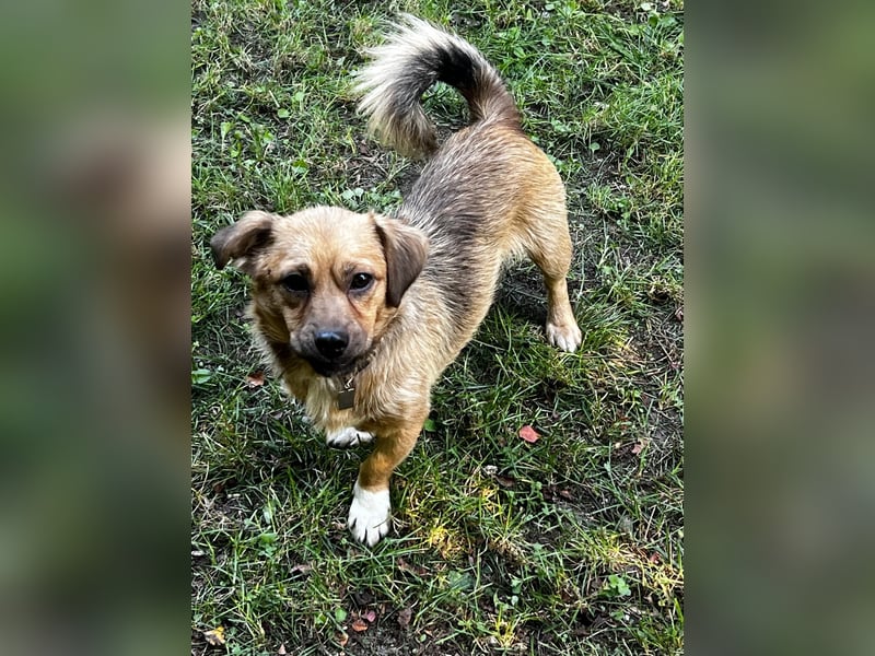 Rocco – klein, charmant und am liebsten mittendrin!