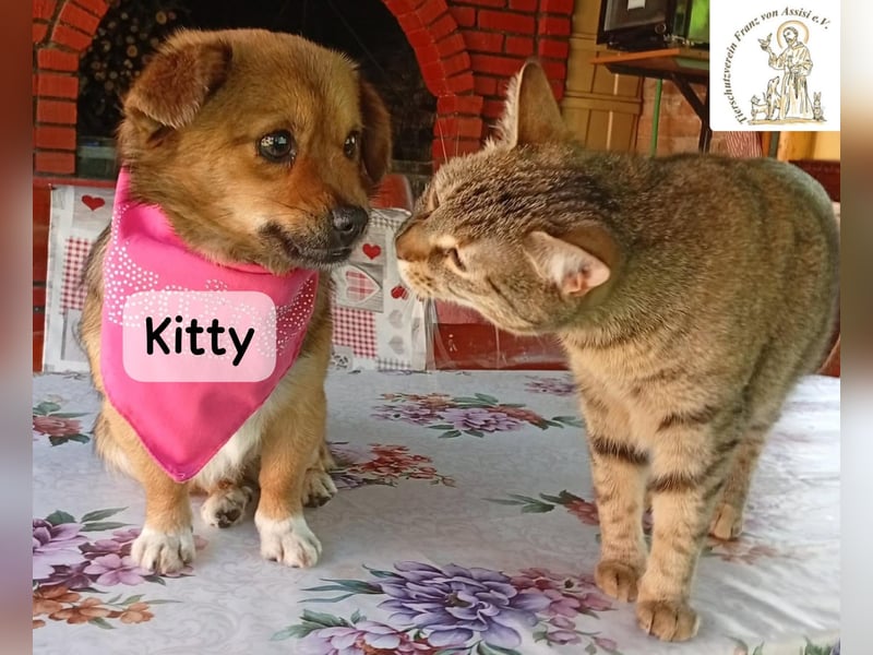 Kitty – bereit für einen Neuanfang!