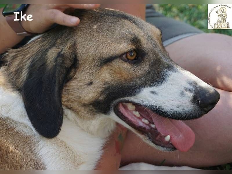 Ike – Lang, lustig, liebenswert – ein Unikat auf vier Pfoten!