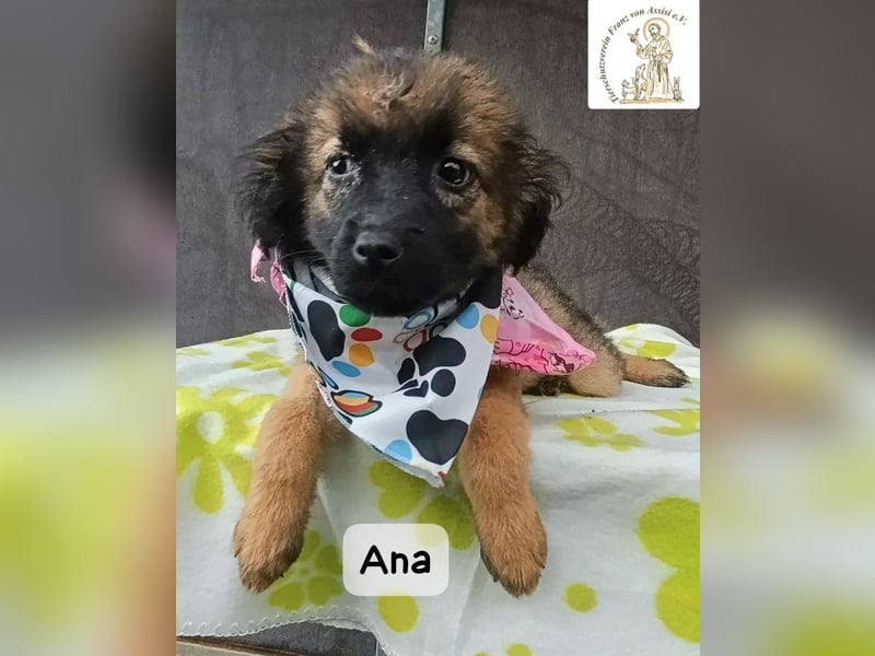 Ana – kleine Pfoten, große Abenteuer im Kopf!