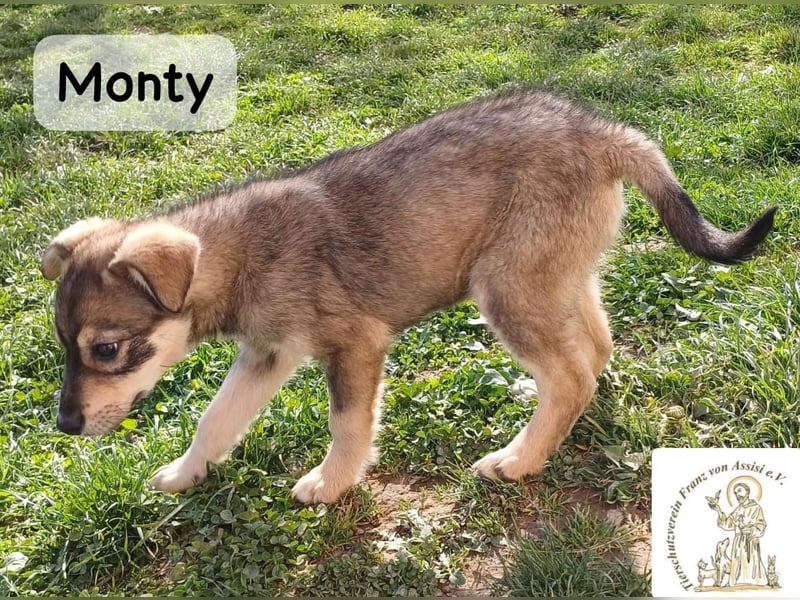 Monty – klein, wild, wunderbar!