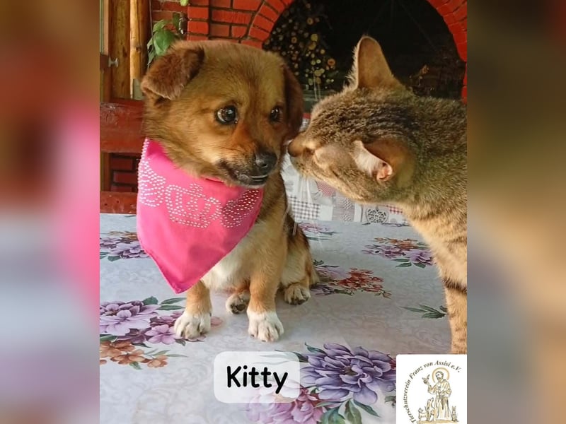 Kitty – bereit für einen Neuanfang!