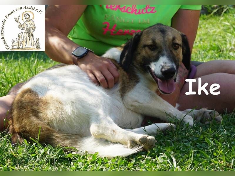 Ike – Lang, lustig, liebenswert – ein Unikat auf vier Pfoten!